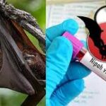 Kerala Reports Sixth Confirmed Case of Nipah Virus; Kozhikode Region Affected