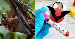 You are currently viewing Kerala Reports Sixth Confirmed Case of Nipah Virus; Kozhikode Region Affected