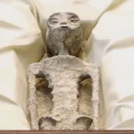 “Alien” Corpses Displayed in Mexico Congressional Hearing Deemed “Too Humanoid” by Experts